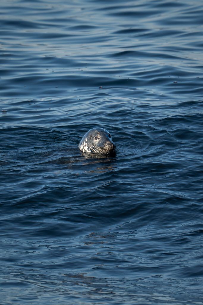 Puffins in Vardø Rundreise Route Nord Norwegen Eismeer