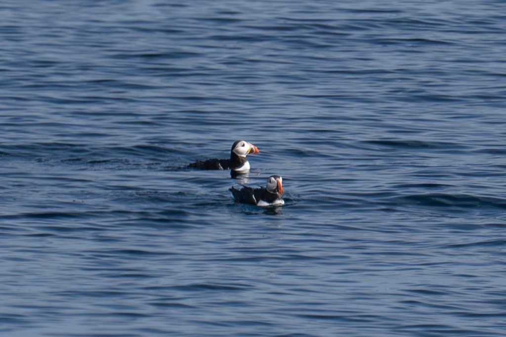 Puffins in Vardø Rundreise Route Nord Norwegen Eismeer