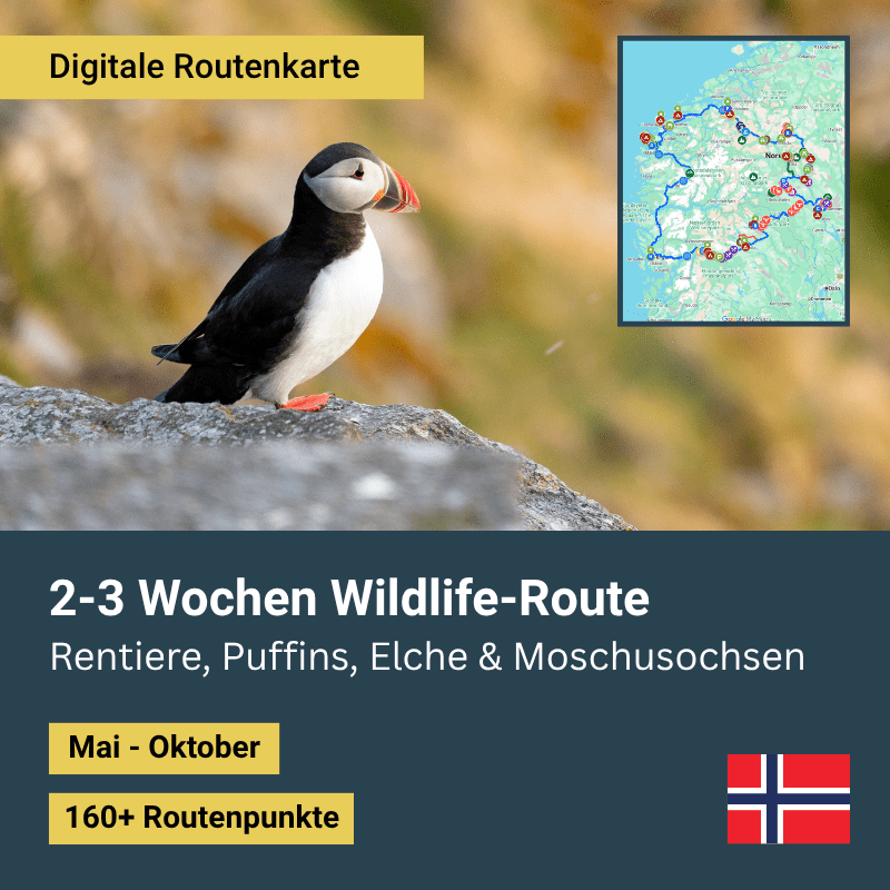Digitale Route_2-3 Wochen Südnorwegen Wildlife-Route Thumbnail