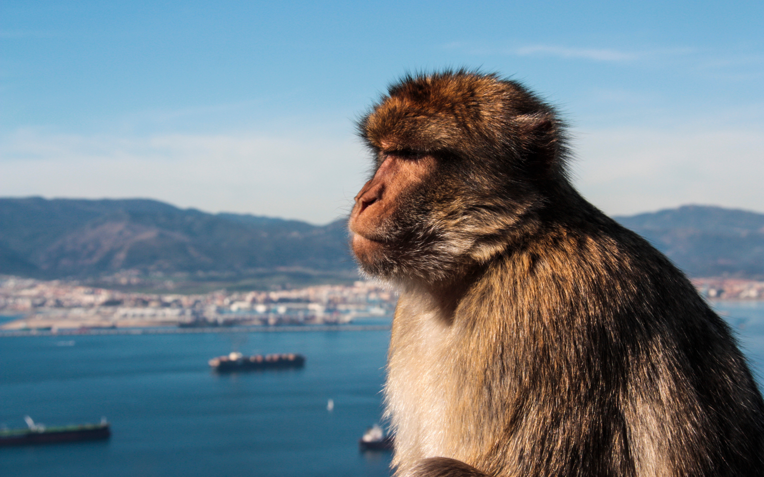 Berberaffen in Gibraltar