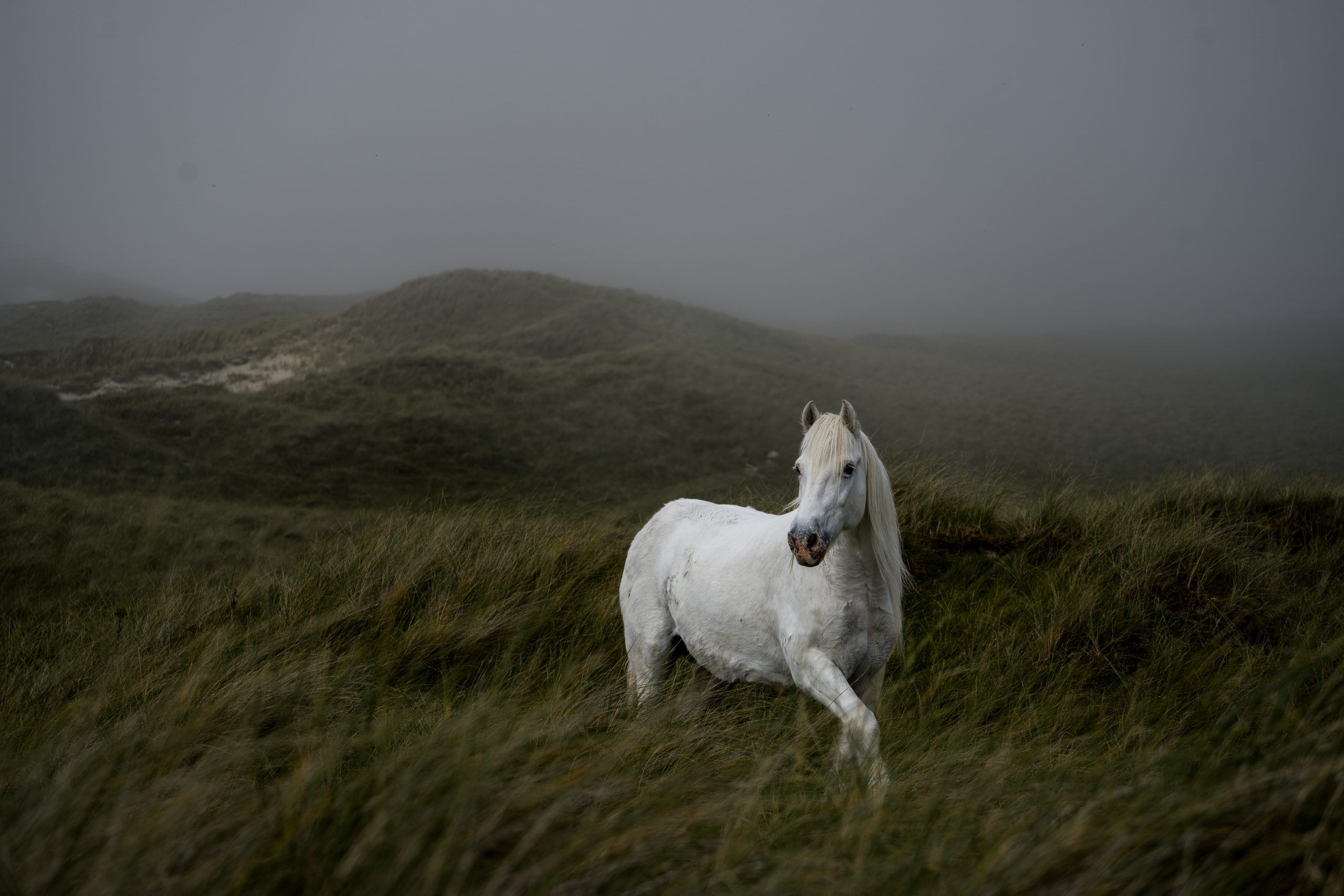 Pony Tobi am Luskentyre Beach Isle of Harris & Lewis Highlight