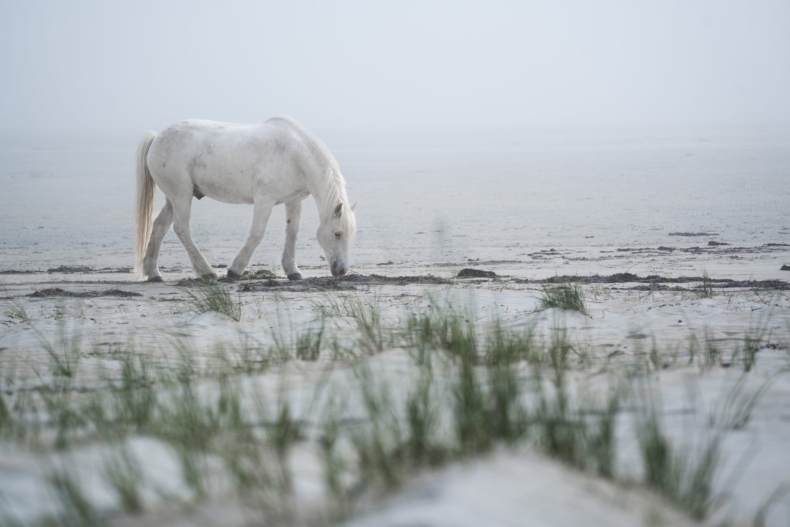 Pony Tobi am Luskentyre Beach Isle of Harris & Lewis Highlight