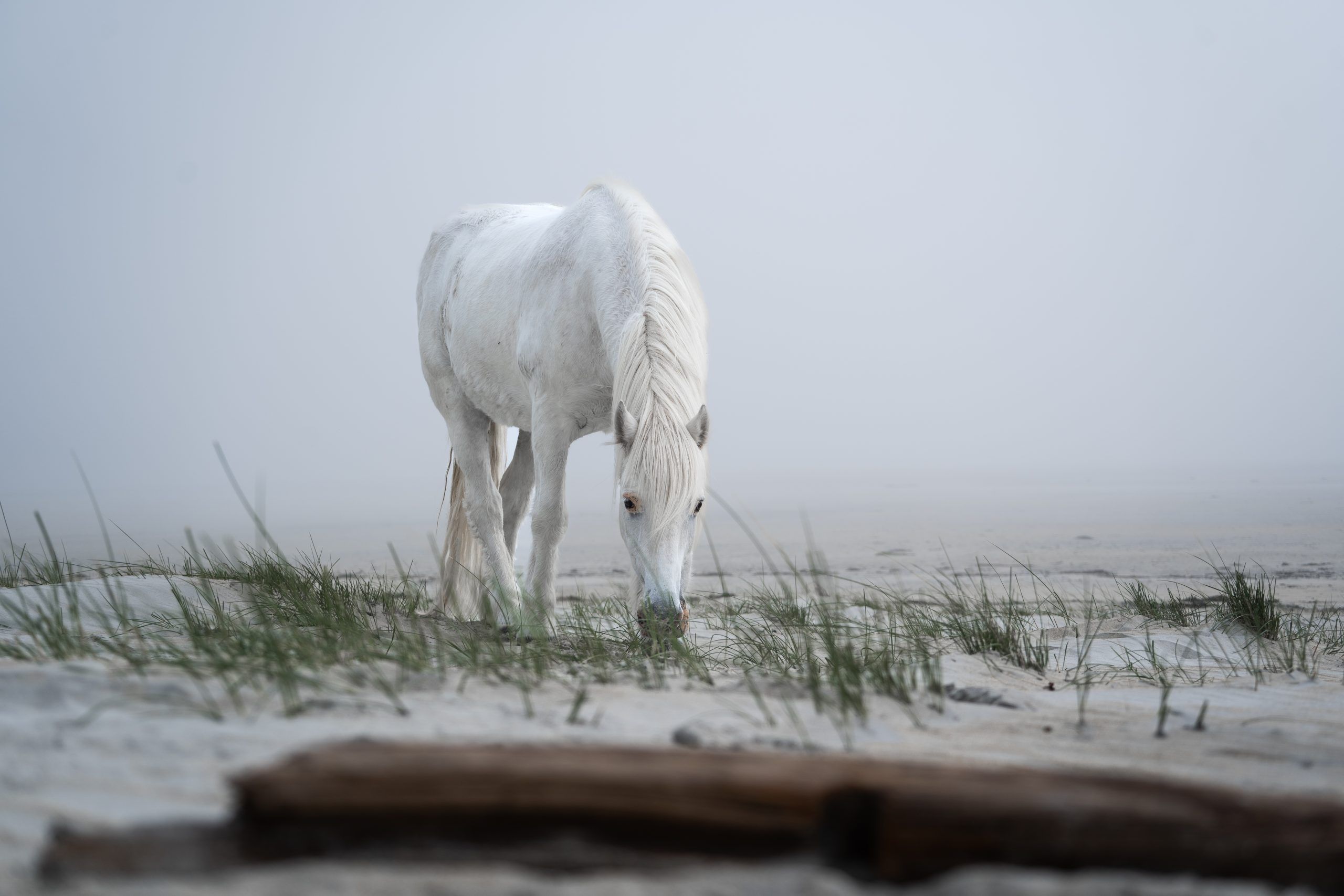 Pony Tobi am Luskentyre Beach Isle of Harris & Lewis Highlight