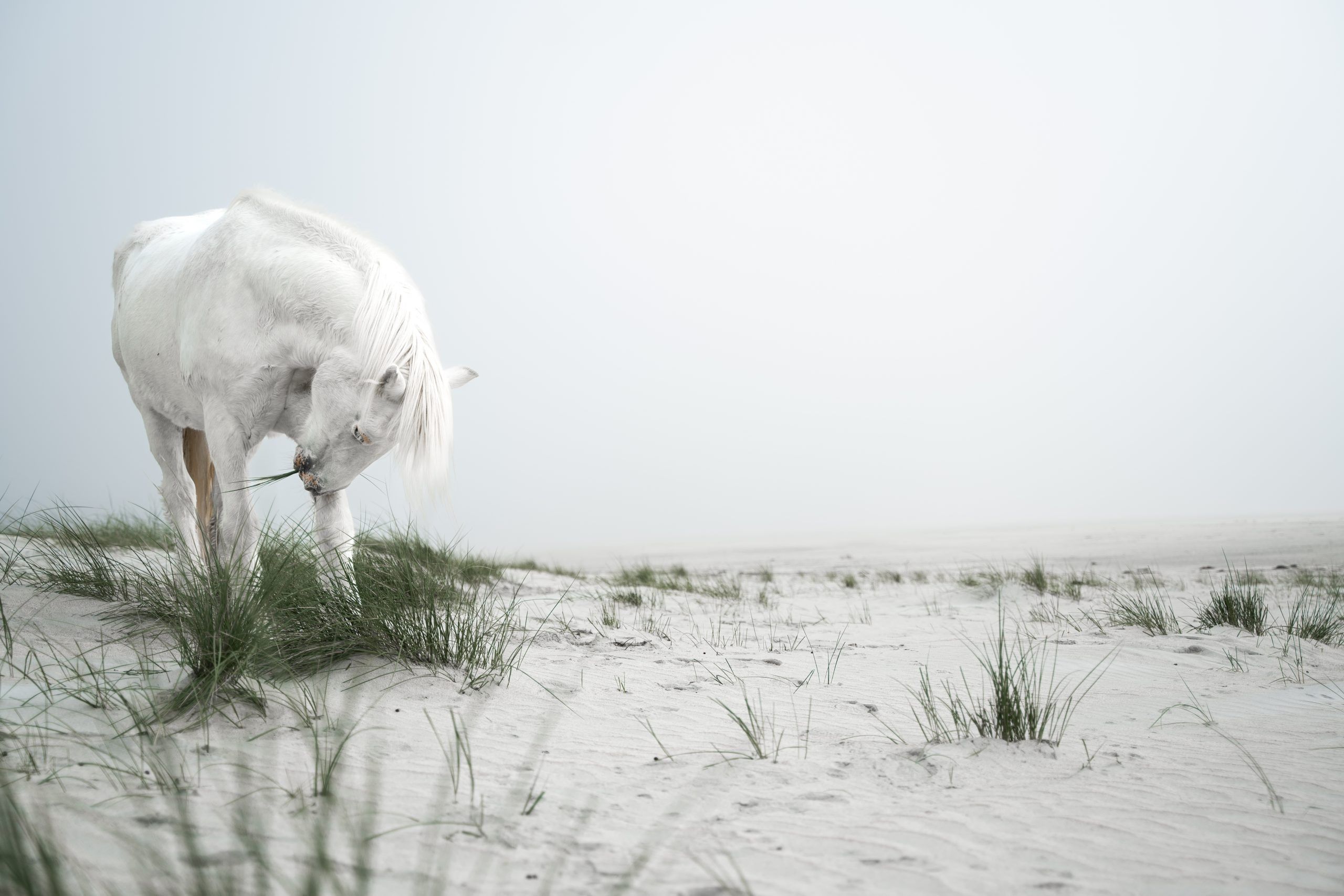 Pony Tobi am Luskentyre Beach Isle of Harris & Lewis Highlight