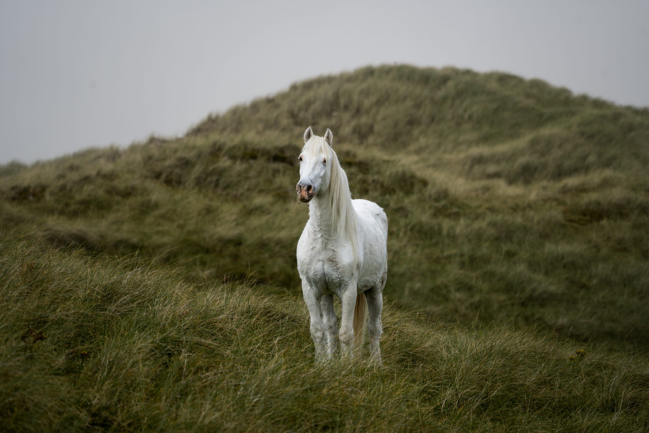 Pony Tobi am Luskentyre Beach Isle of Harris & Lewis Highlight