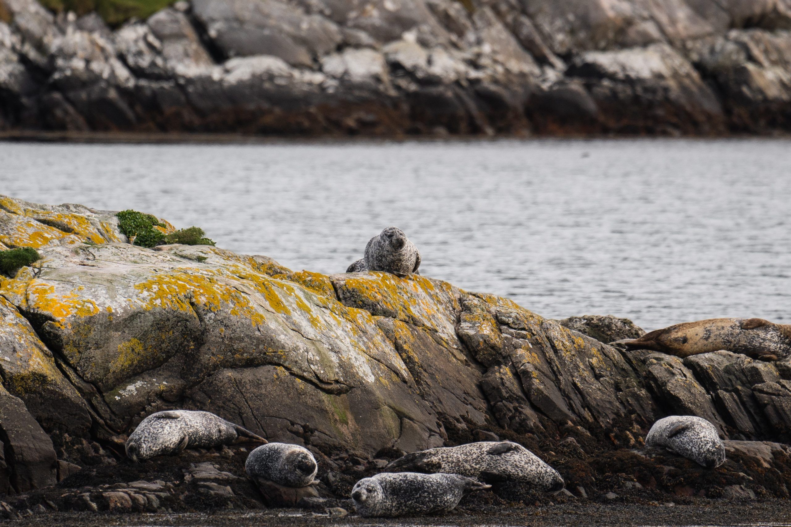 Wildlife Robbensichtung Schottland Lewis & Harris Äußere Hebriden