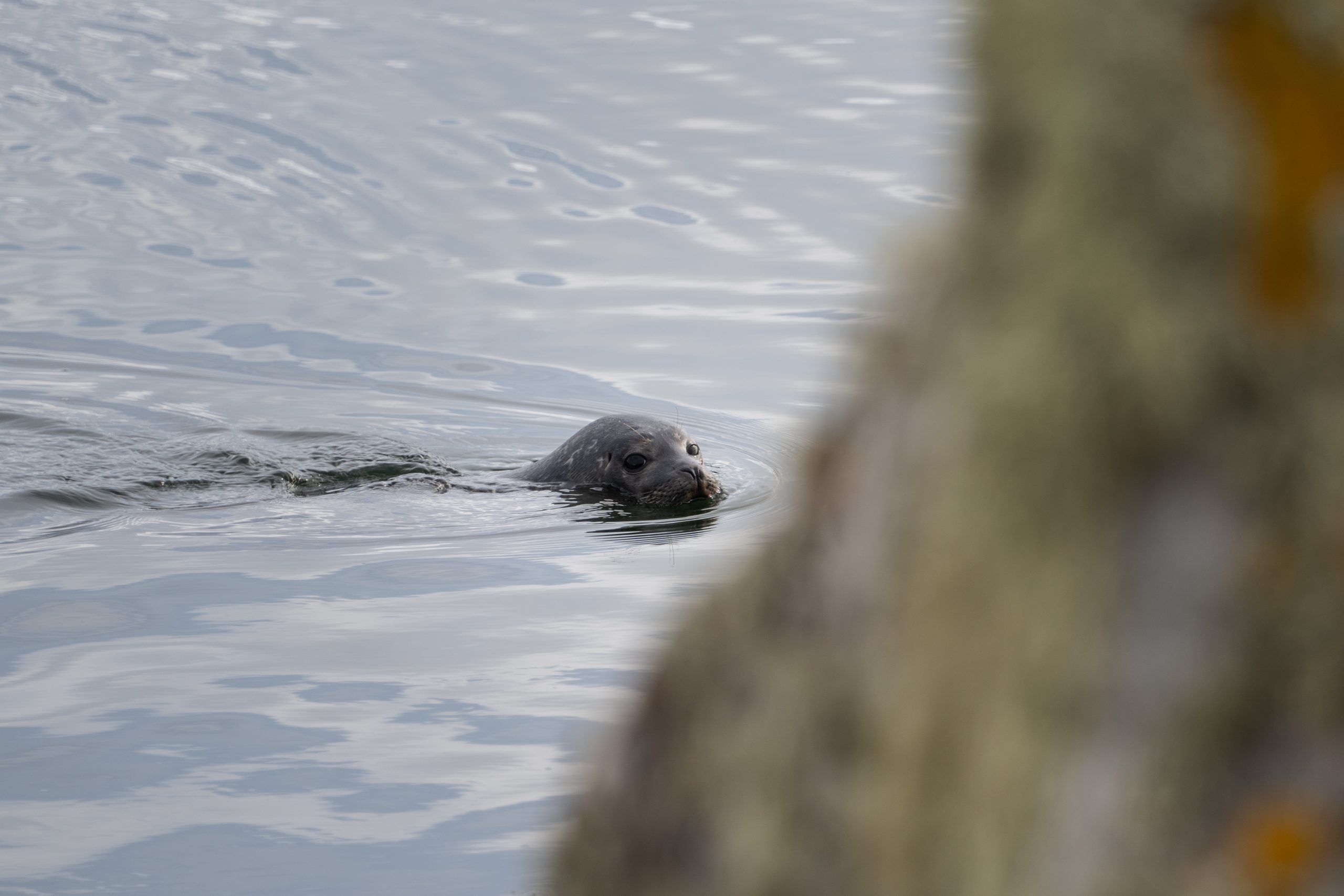 Wildlife Robbensichtung Schottland Lewis & Harris Äußere Hebriden