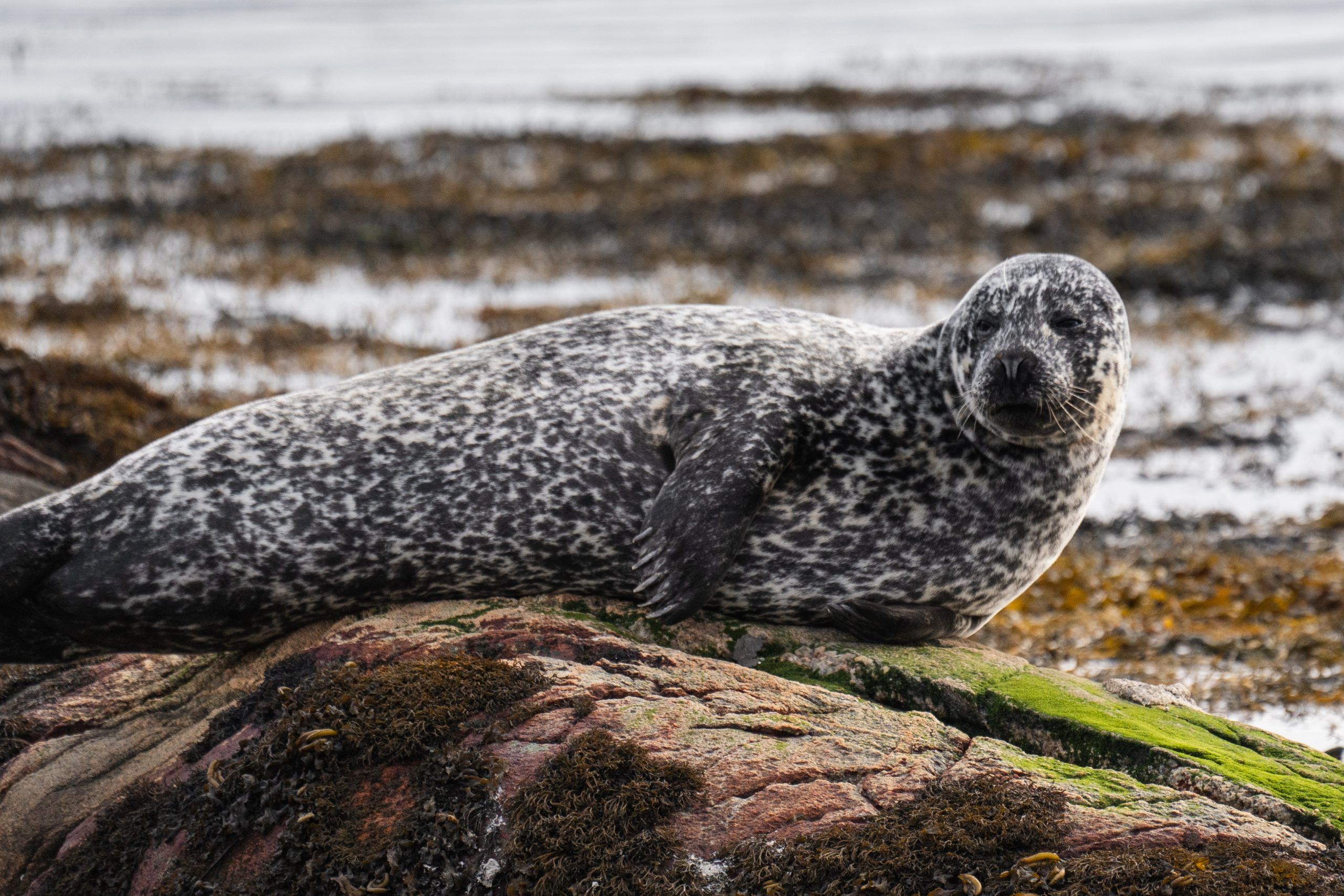 Wildlife Robbensichtung Schottland Lewis & Harris Äußere Hebriden