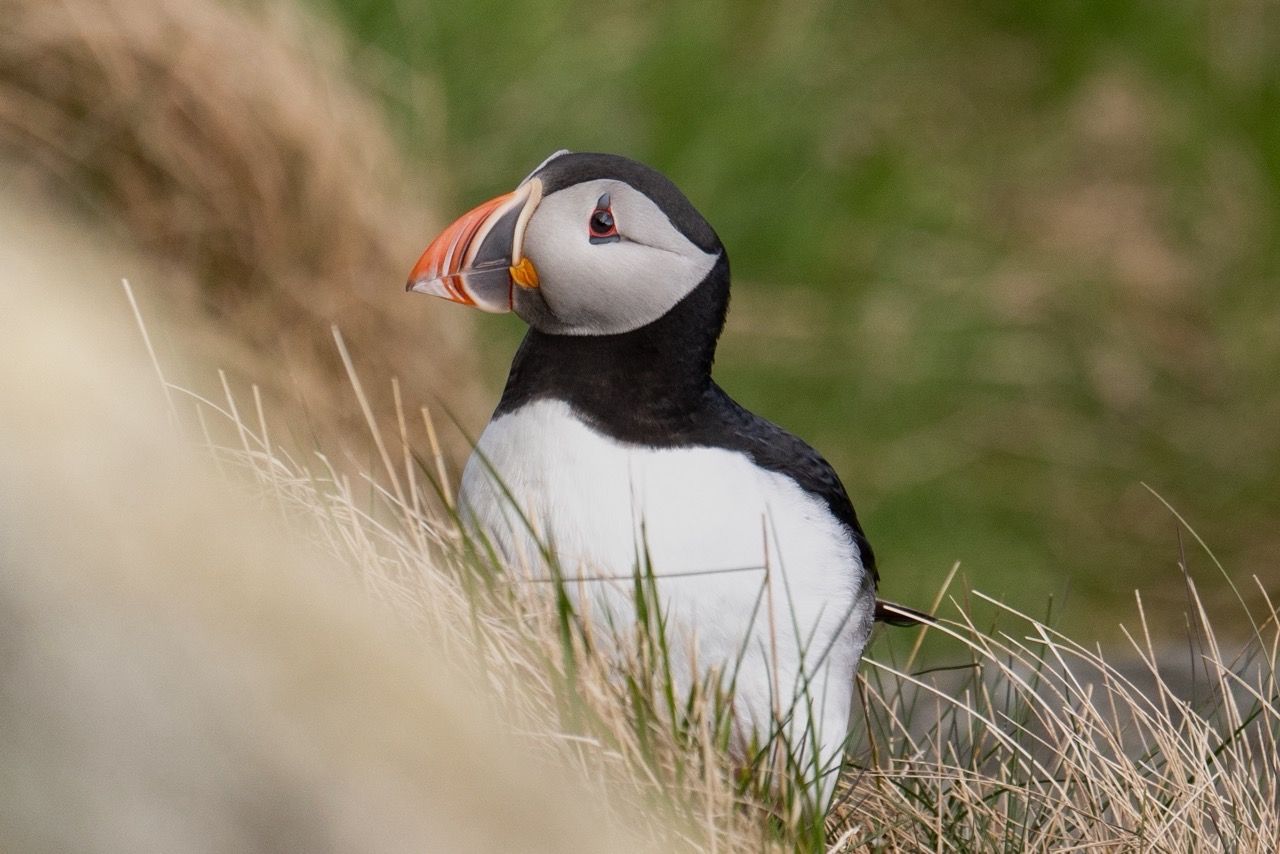 Puffin Südnorwegen Runde.jpeg
Puffins_Runde-3.jpg
Puffins_Runde-4.jpg
Puffins_Runde-43.jpg
Puffins_Runde-64.jpg
Puffins_Runde-85.jpg
Puffins_Runde-100.jpg
Puffins_Runde-8.jpg
