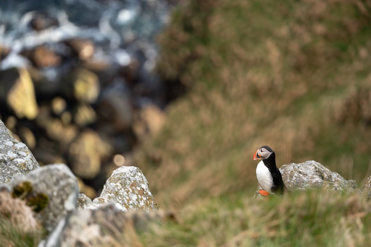 Vogelinsel Runde-Puffins-Papageientaucher-Westküste Fjorde Norwegen5