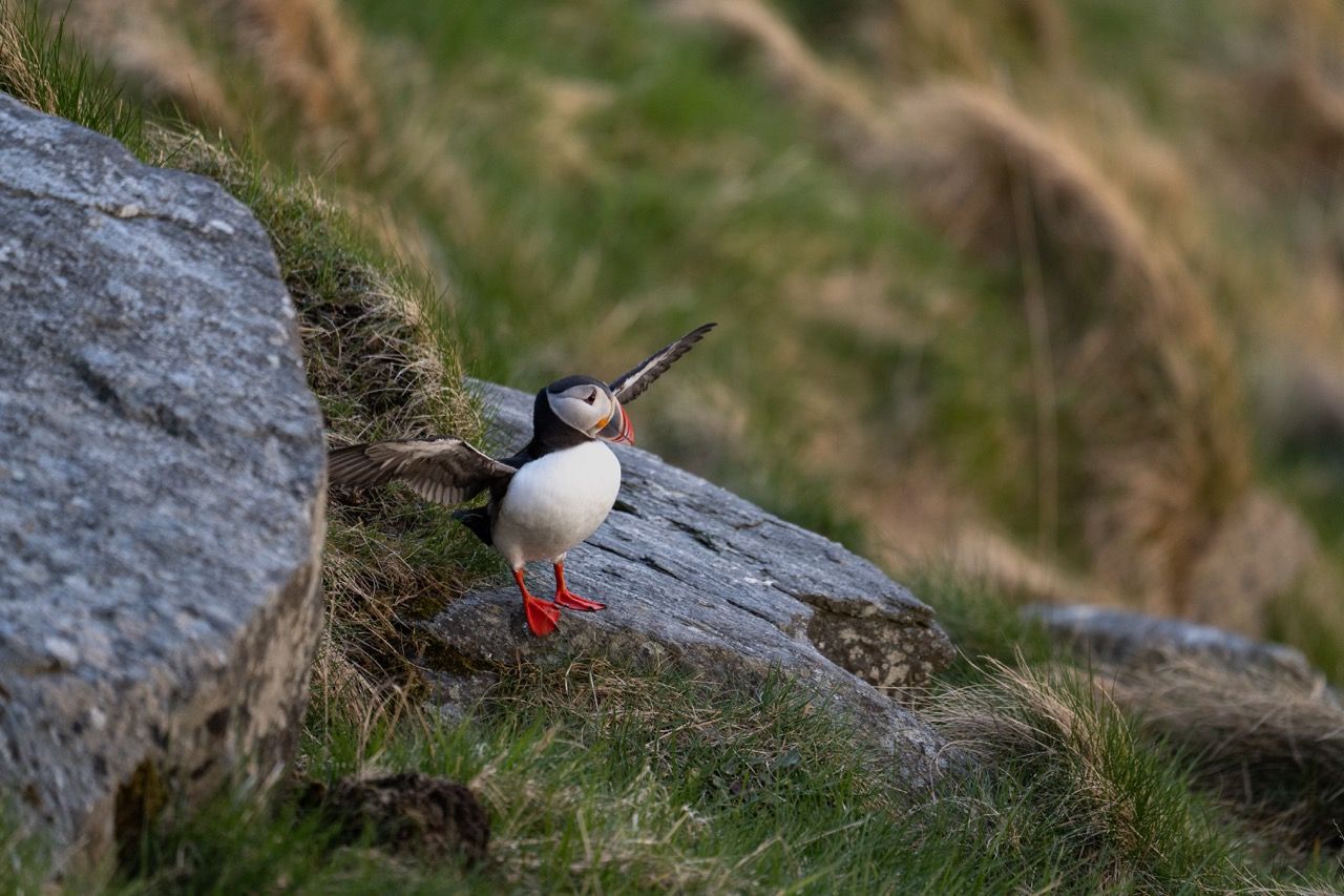 Vogelinsel Runde-Puffins-Papageientaucher-Westküste Fjorde Norwegen6