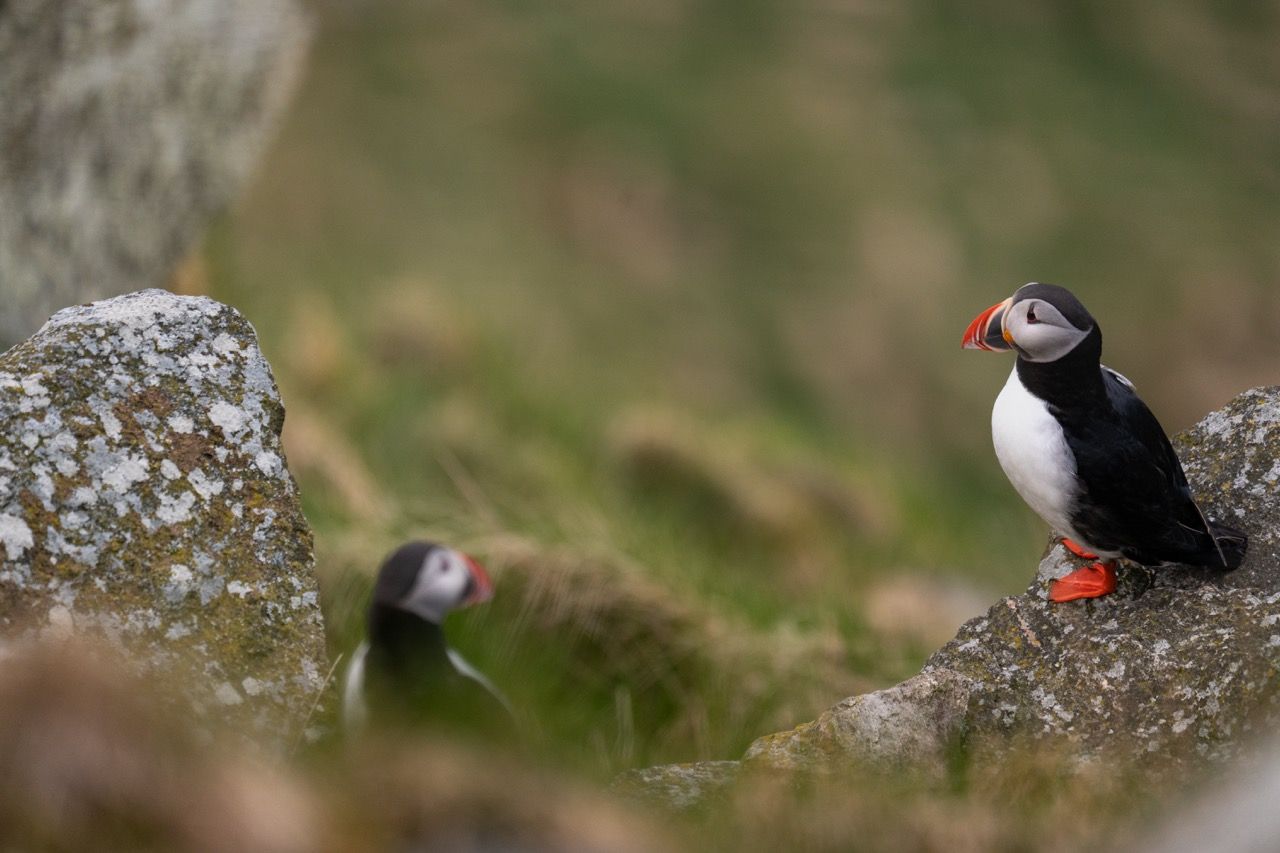 Vogelinsel Runde-Puffins-Papageientaucher-Westküste Fjorde Norwegen7
