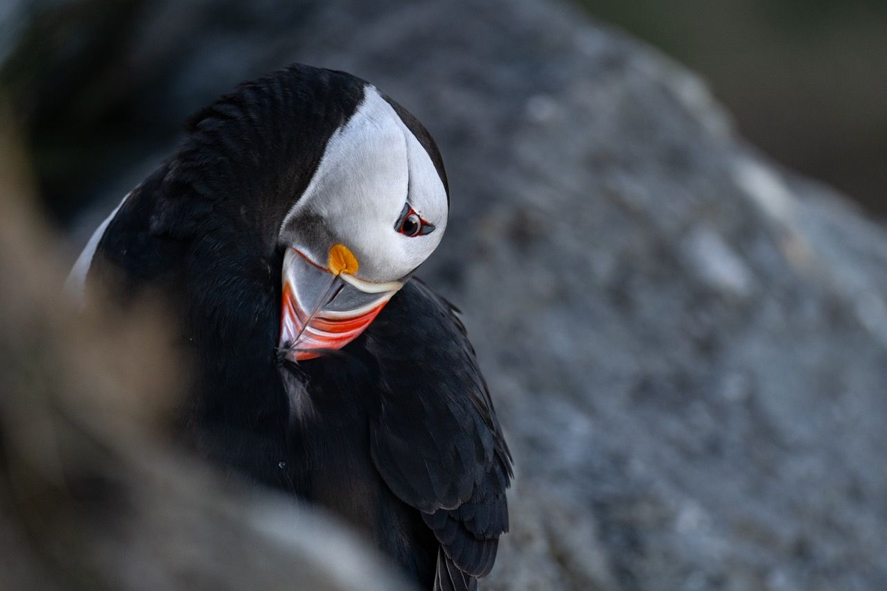 Vogelinsel Runde-Puffins-Papageientaucher-Westküste Fjorde Norwegen8