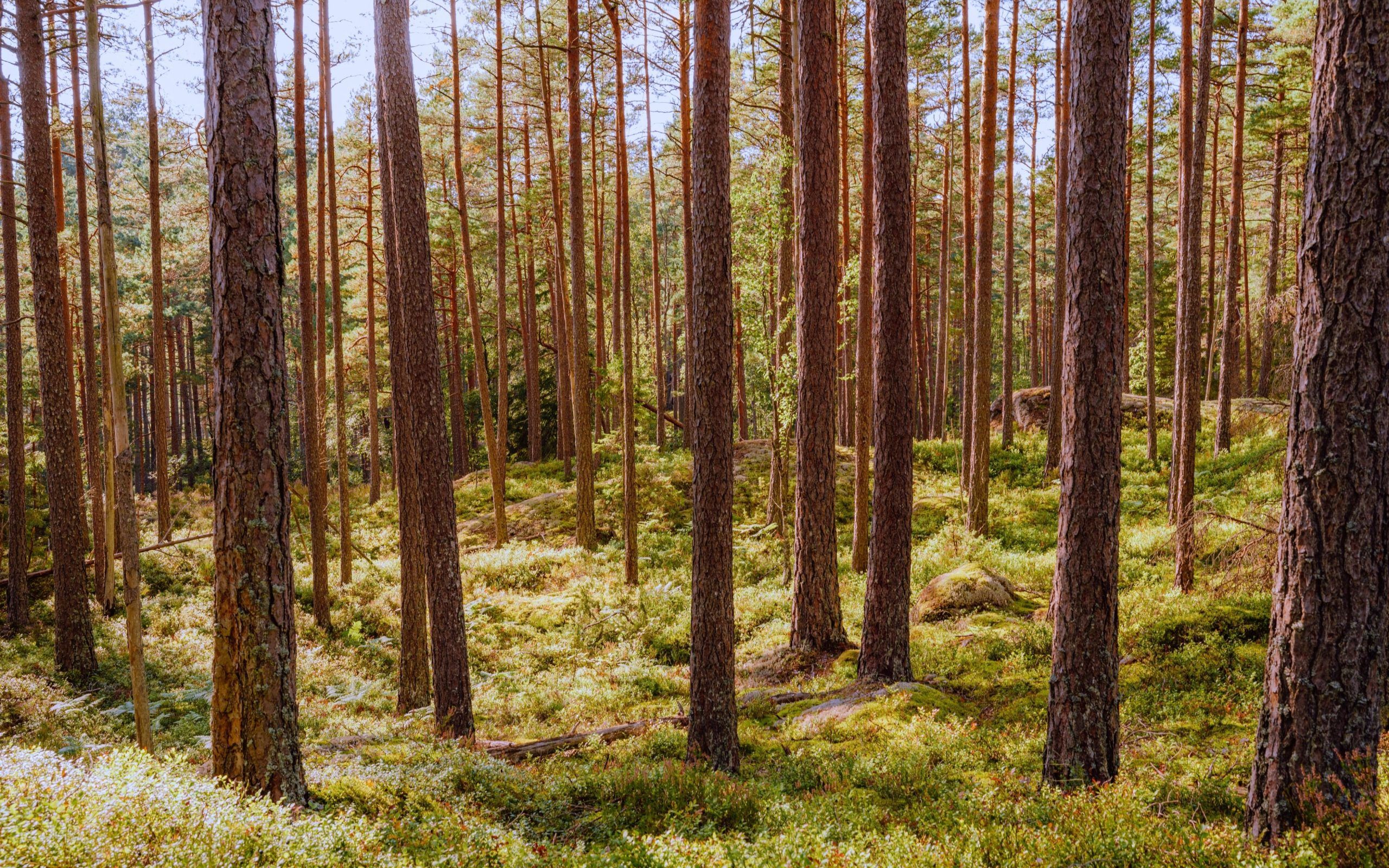 Tiveden Nationalpark Südschweden Rundreise für Familien (2)