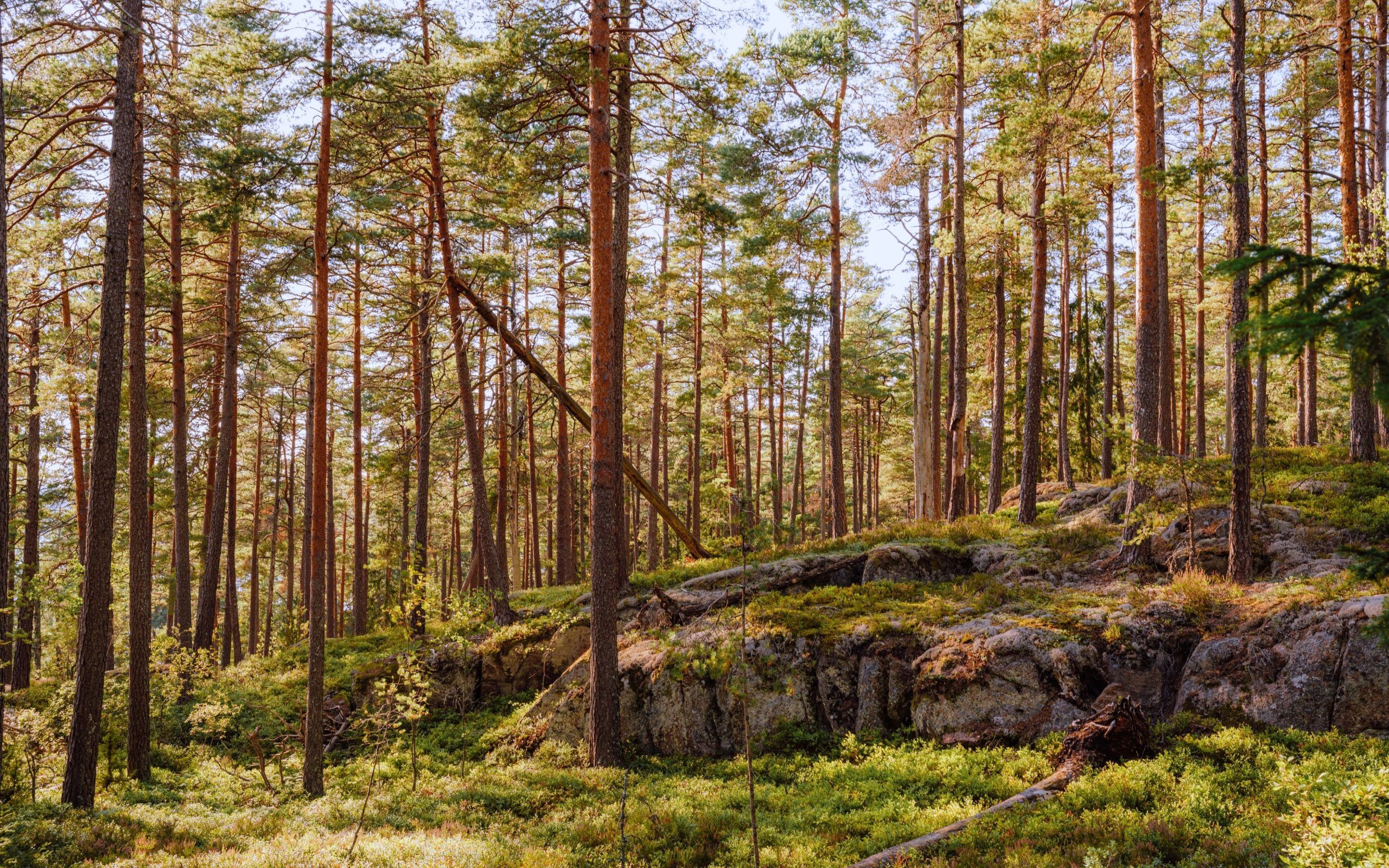 Tiveden Nationalpark Südschweden Rundreise für Familien